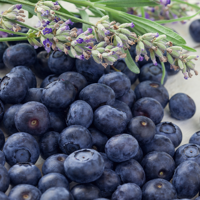 Blueberry Lavender & Chamomile Fragrance Oil 1240