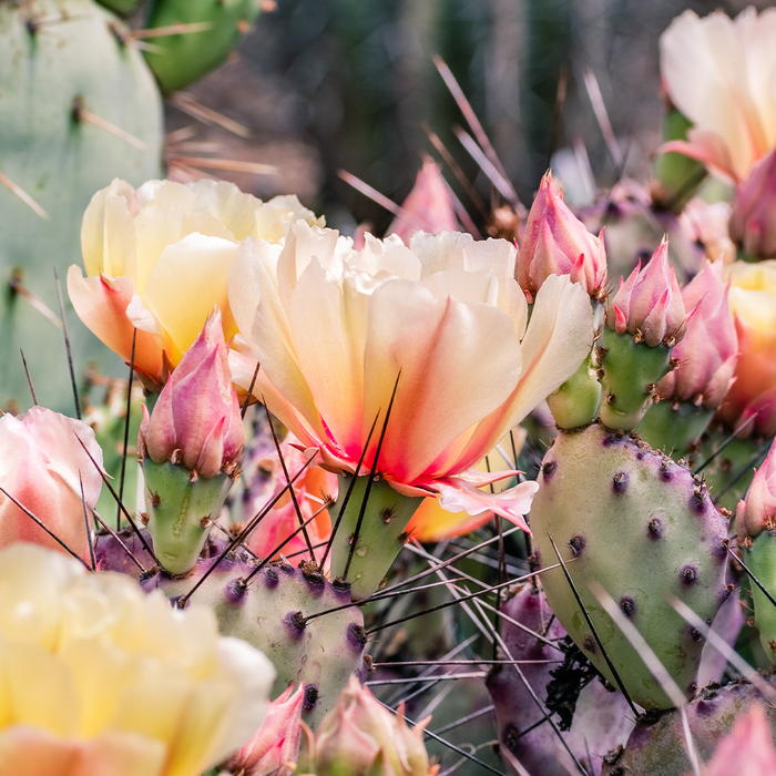 Cactus Blossom Fragrance Oil 1196