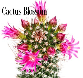 Cactus Blossoms Fragrance Oil 19874