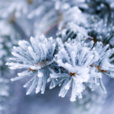 Fragrance Oil - Alpine Frost
