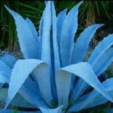 Fragrance Oil - Blue Agave (BBW Dupe) (bulk)