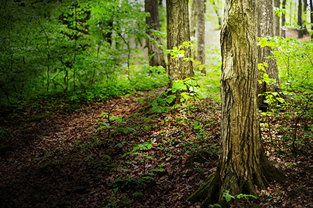 Ozark Forest Fragrance Oil 15917