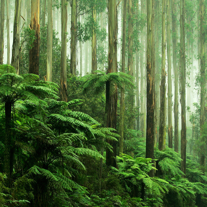 Rainforest Essential Oil and Fragrance Blend 592