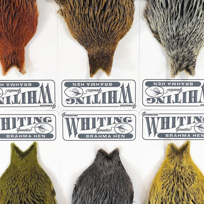 Brahma Hen Cape