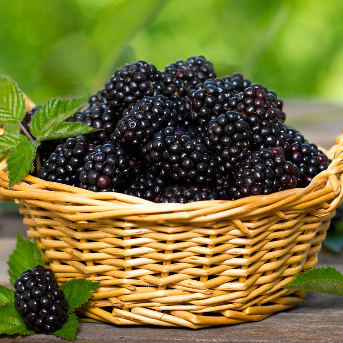 Fresh Picked Blackberry Fragrance Oil 505