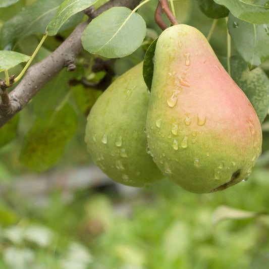 Fresh Picked Pears Fragrance Oil 749