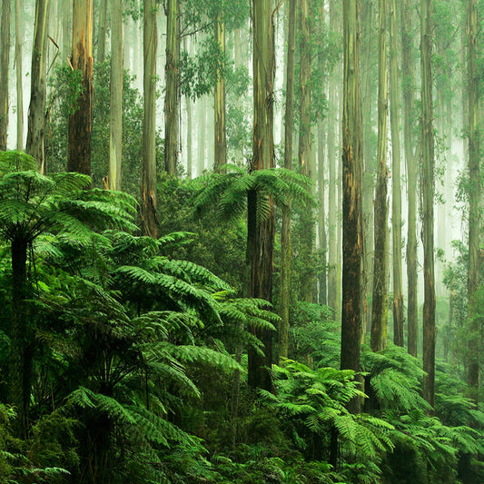 Rainforest Essential Oil and Fragrance Blend 592