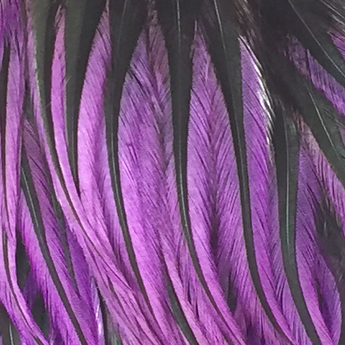 Badger/Purple